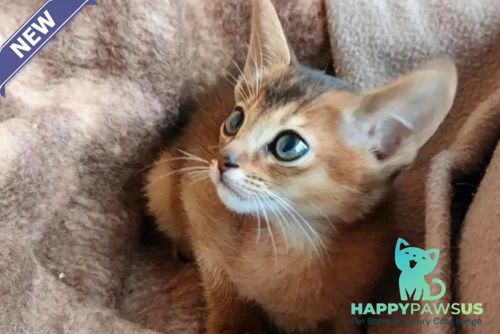 Franklin Abyssinian male ruddy - live animals