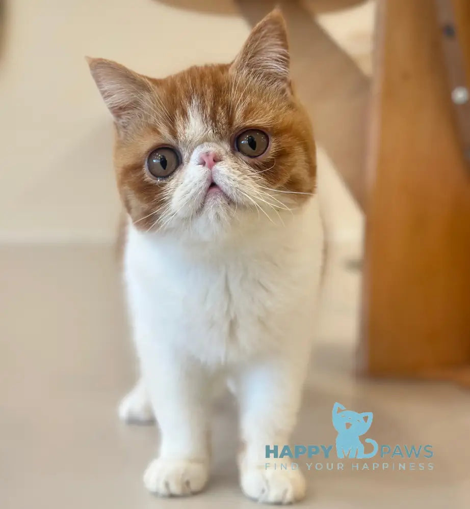 Frant Exotic male red tabby bicolour live animals