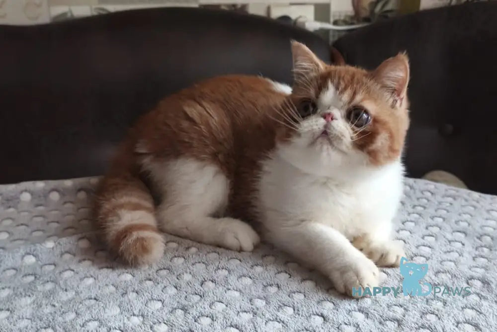 Frant Exotic male red tabby bicolour live animals