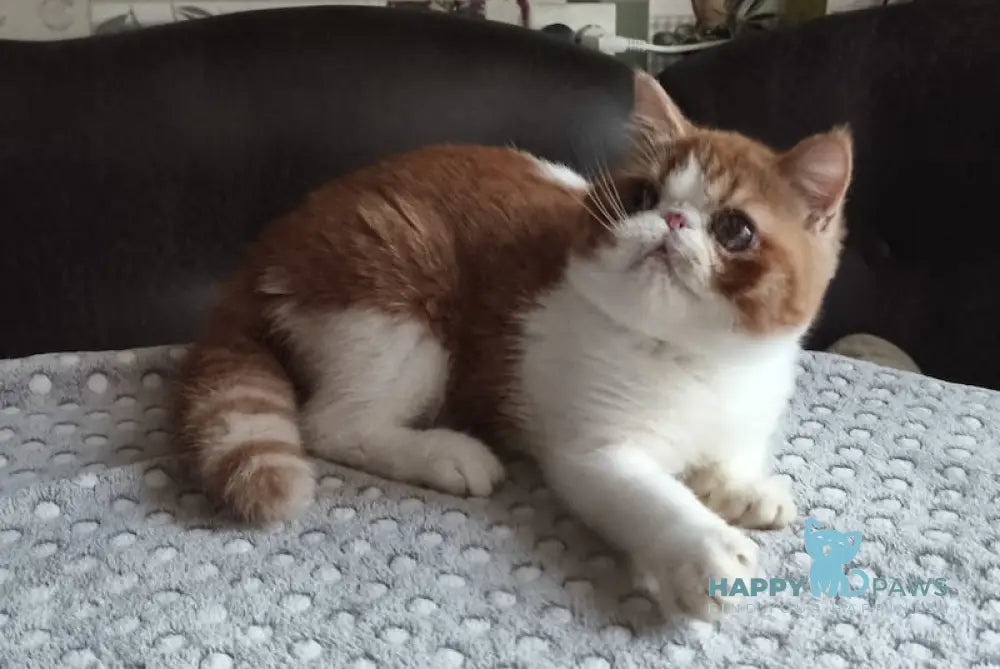 Frant Exotic male red tabby bicolour live animals