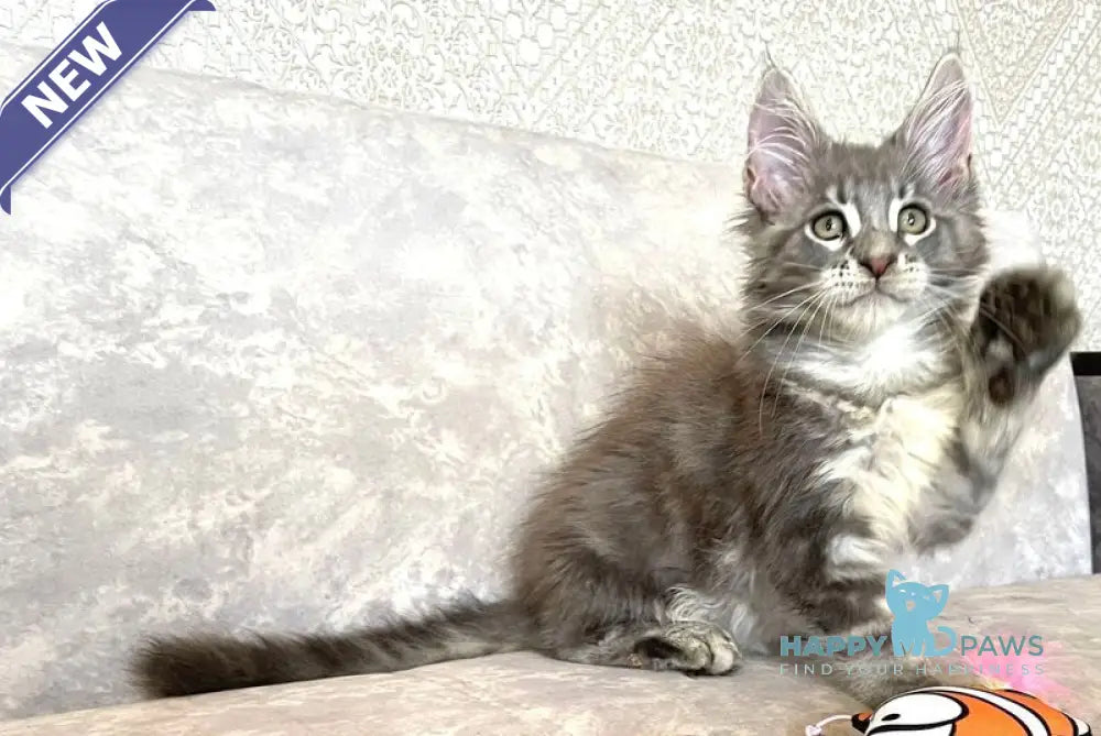 Frant Maine Coon male blue tabby live animals