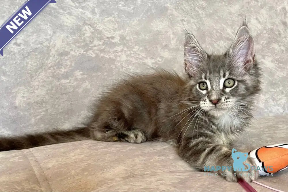 Frant Maine Coon male blue tabby live animals