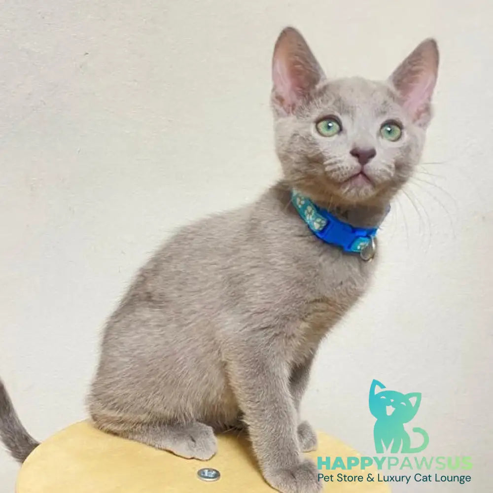 Frant Russian Blue male blue - live animals