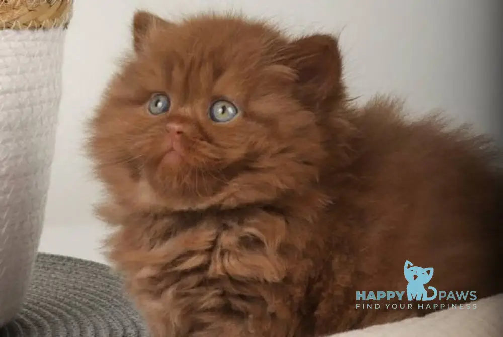 Fred British Longhair male cinnamon - live animals