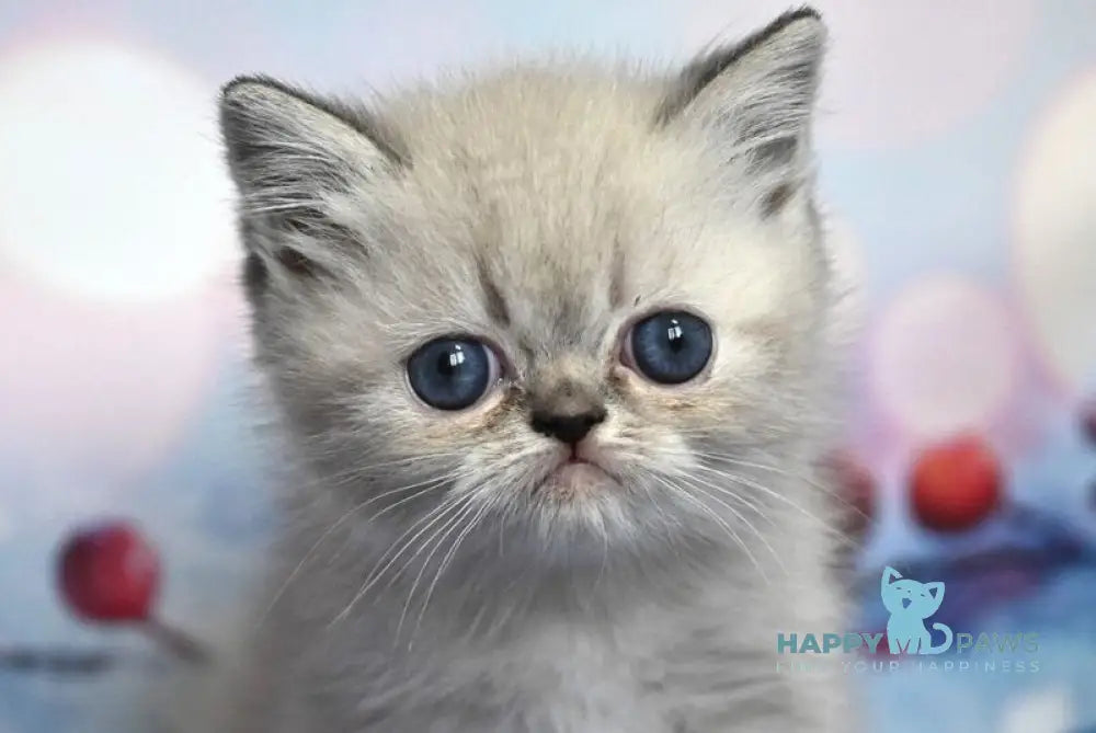 Fred Exotic male blue tabby pointed live animals