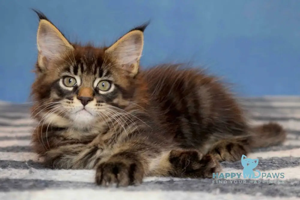 Fred Maine Coon male black tabby live animals