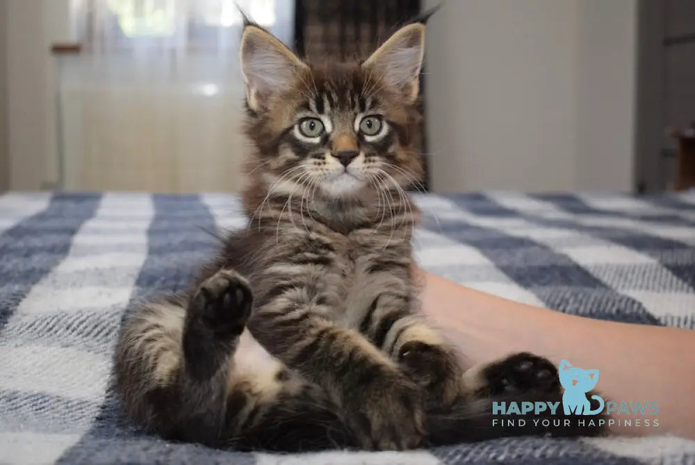 Fred Maine Coon male black tabby live animals