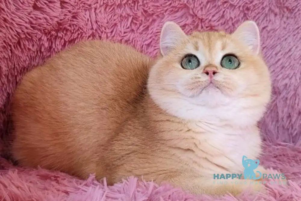 Freia British Shorthair female black golden chinchilla live animals