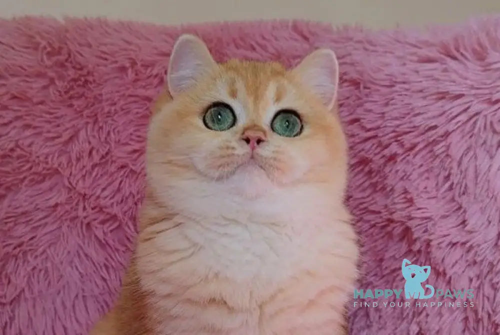 Freia British Shorthair female black golden chinchilla live animals