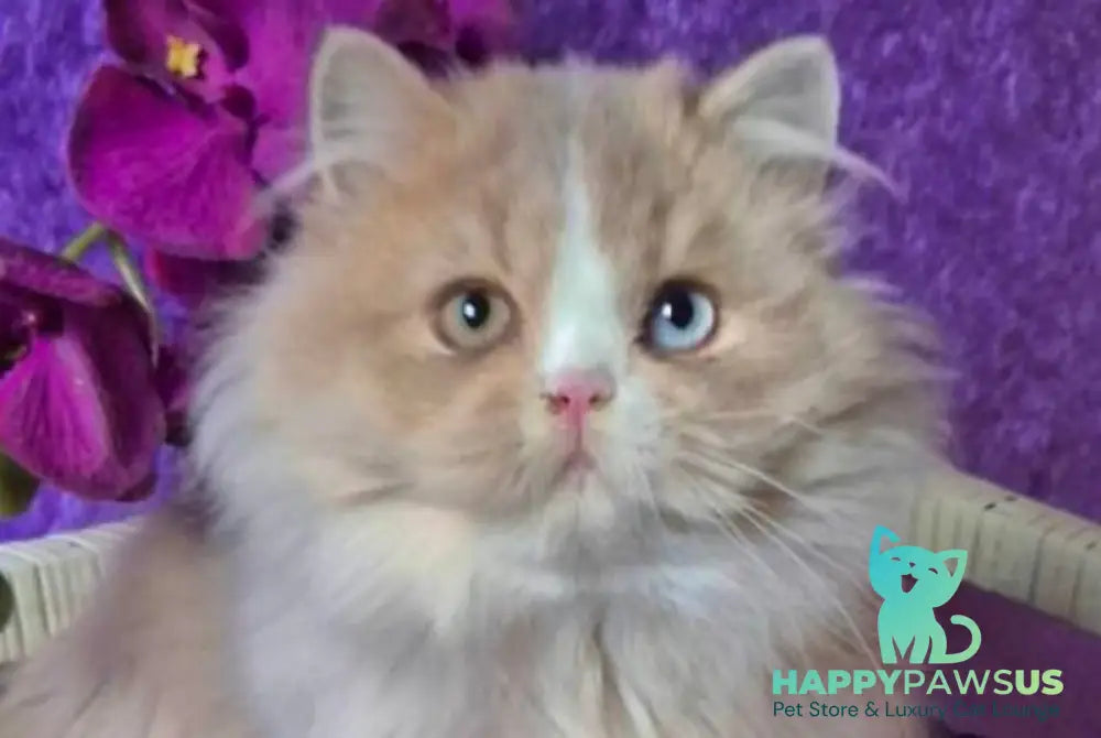 Fresh British Longhair male lilac golden ticked tabby with white live animals