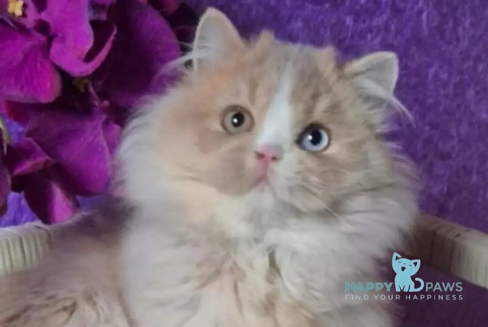 Fresh British Longhair male lilac golden ticked tabby with white live animals