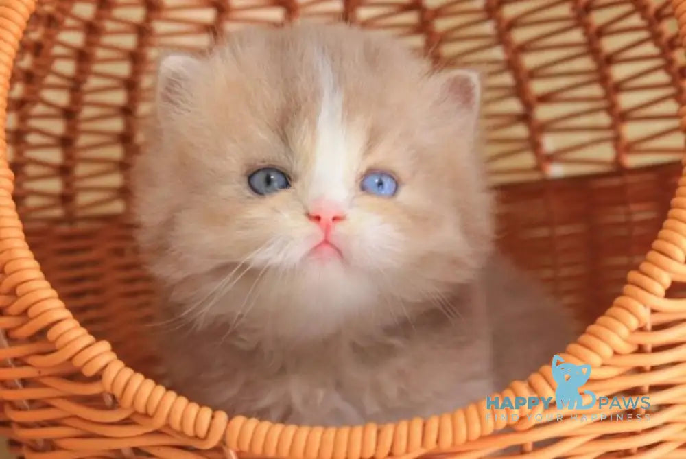 Fresh British Longhair male lilac golden ticked tabby with white live animals