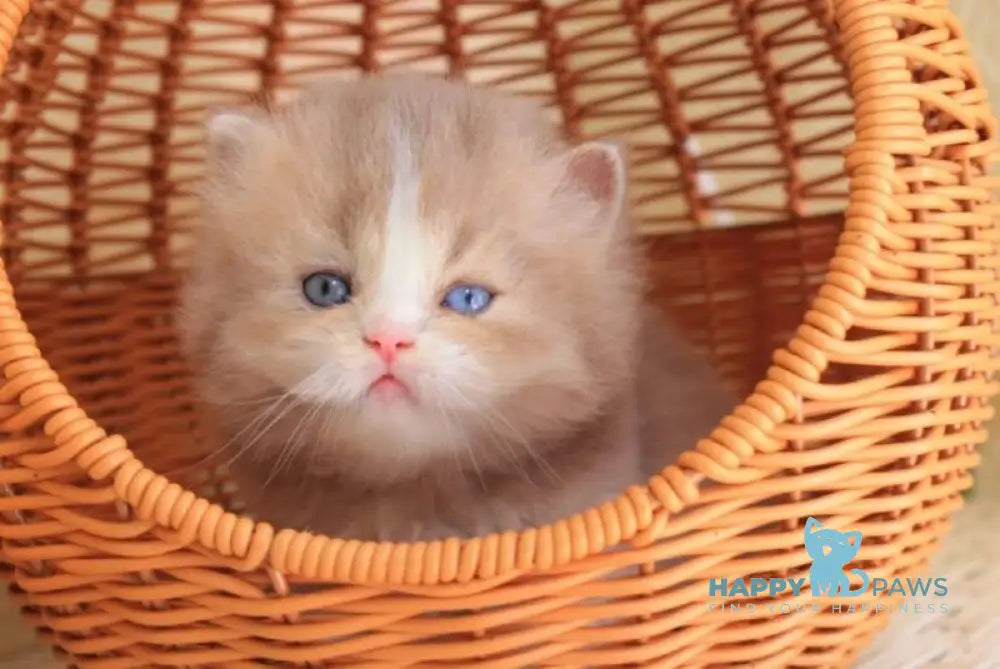 Fresh British Longhair male lilac golden ticked tabby with white live animals