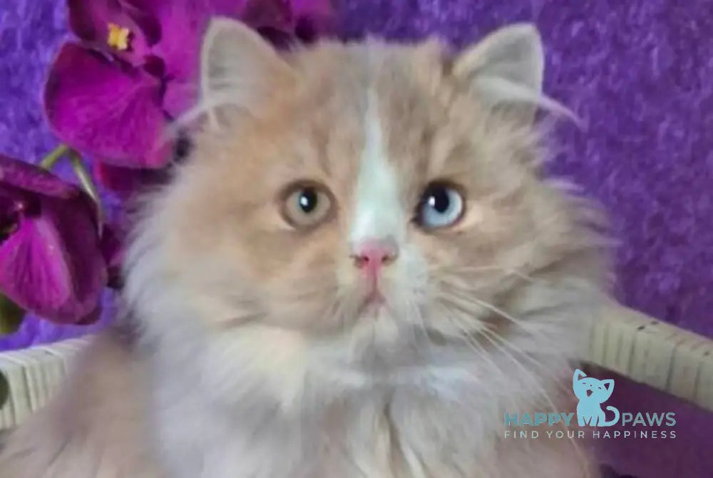 Fresh British Longhair male lilac golden ticked tabby with white live animals