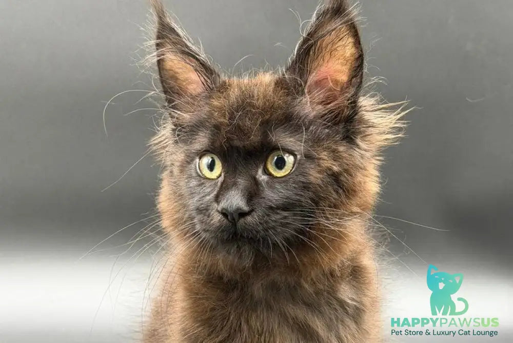 Freya Maine Coon female black - live animals