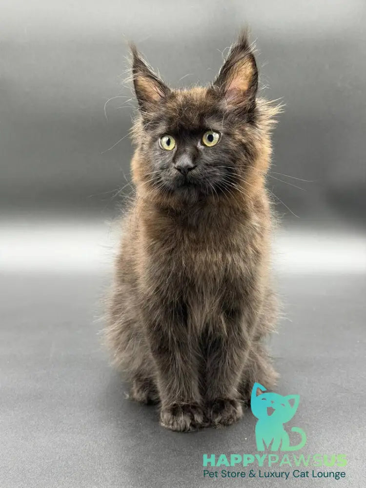 Freya Maine Coon female black - live animals