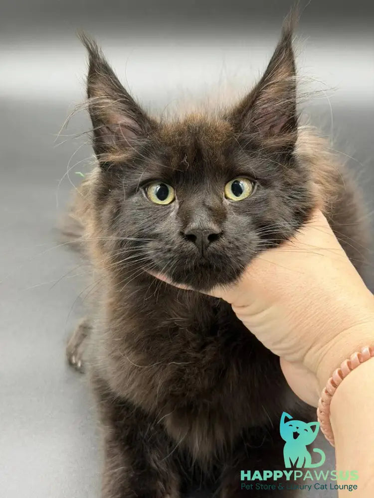 Freya Maine Coon female black - live animals