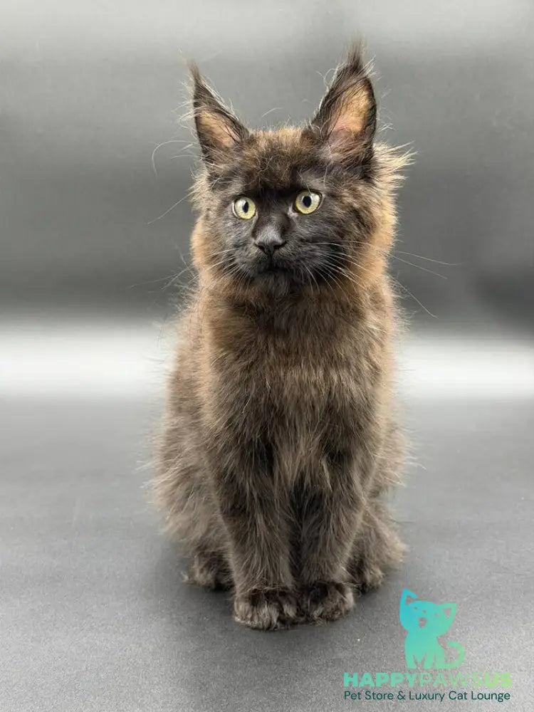 Freya Maine Coon female black - live animals