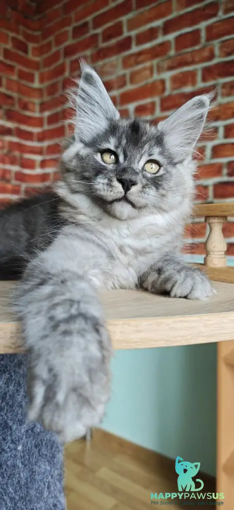 Freya Maine Coon female black silver - live animals