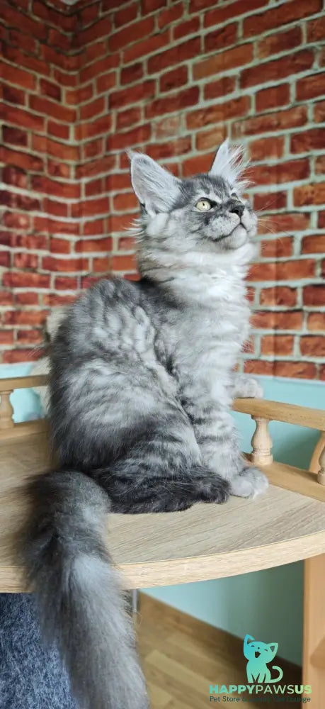 Freya Maine Coon female black silver - live animals