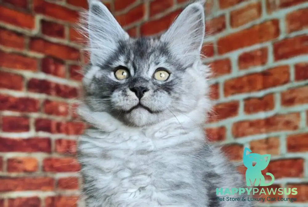 Freya Maine Coon female black silver - live animals