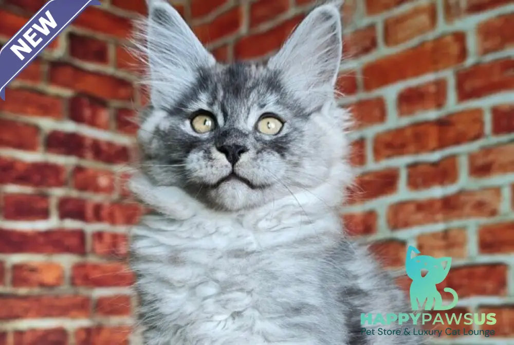 Freya Maine Coon female black silver - live animals