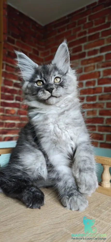 Freya Maine Coon female black silver - live animals