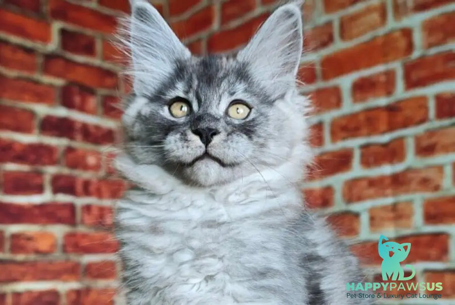 Freya Maine Coon female black silver - live animals
