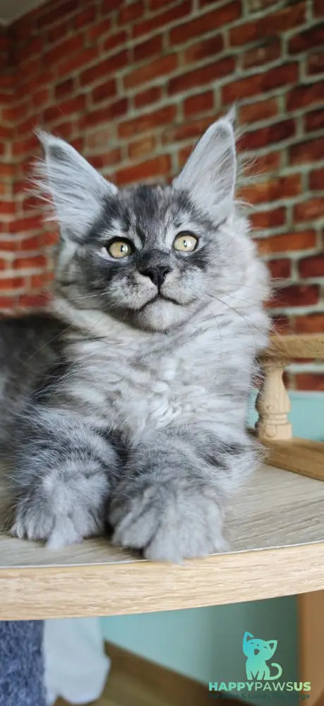 Freya Maine Coon female black silver - live animals
