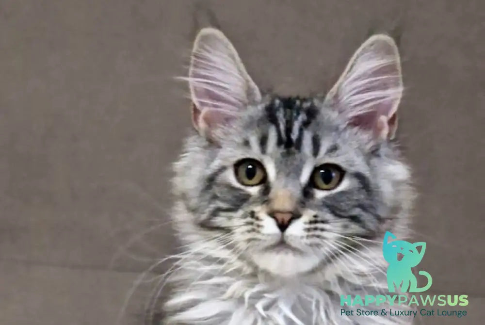 Freya Maine Coon female black silver tabby live animals