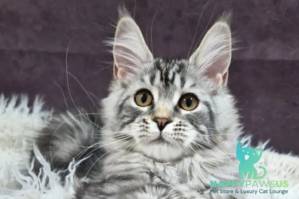 Freya Maine Coon female black silver tabby live animals