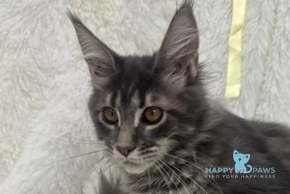 Freya Maine Coon female blue tabby live animals