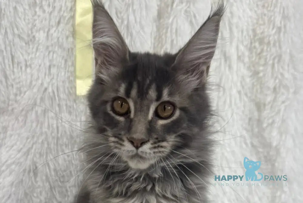 Freya Maine Coon female blue tabby live animals