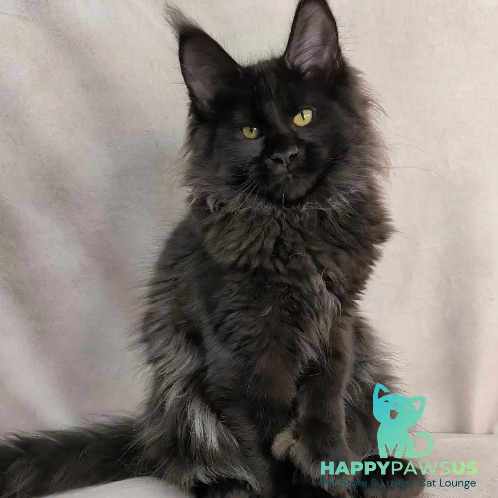 Freya Maine Coon polydactyl female black - live animals