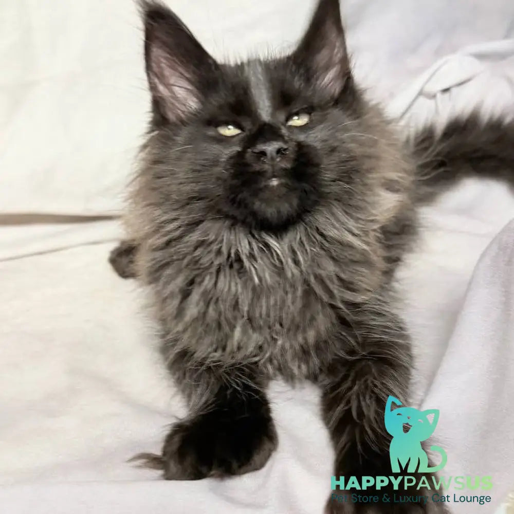 Freya Maine Coon polydactyl female black - live animals