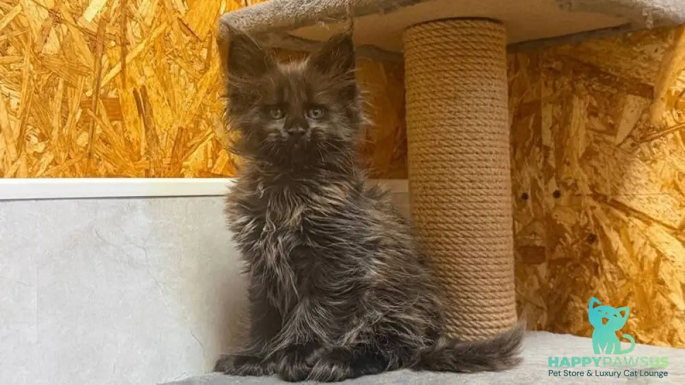 Freya Maine Coon polydactyl female black - live animals
