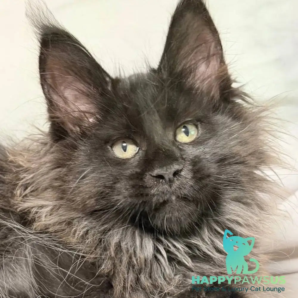 Freya Maine Coon polydactyl female black - live animals
