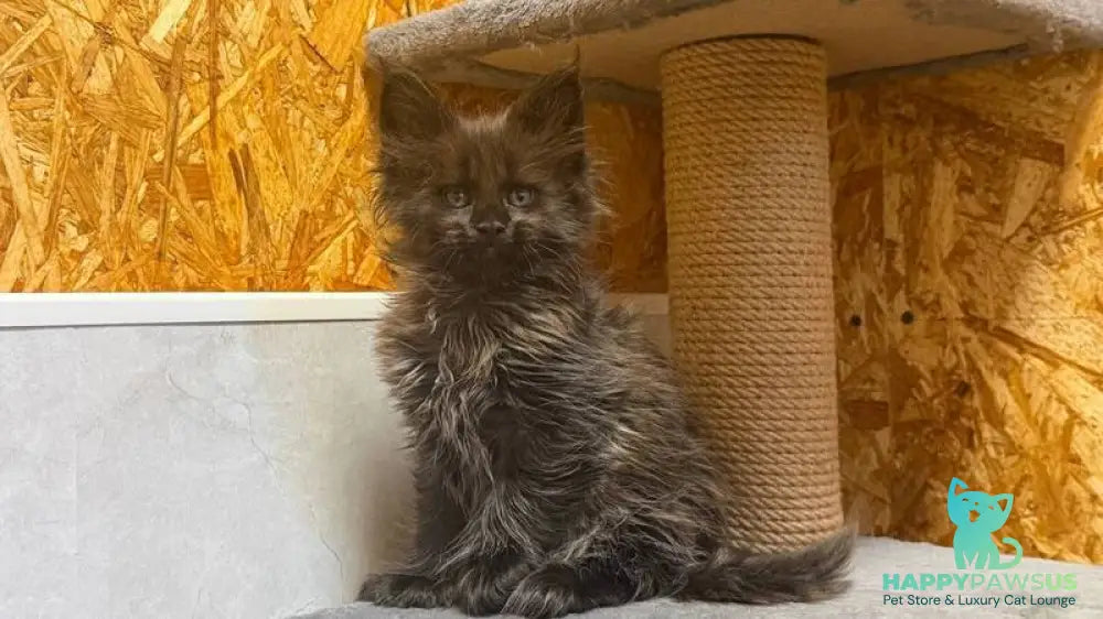 Freya Maine Coon polydactyl female black - live animals