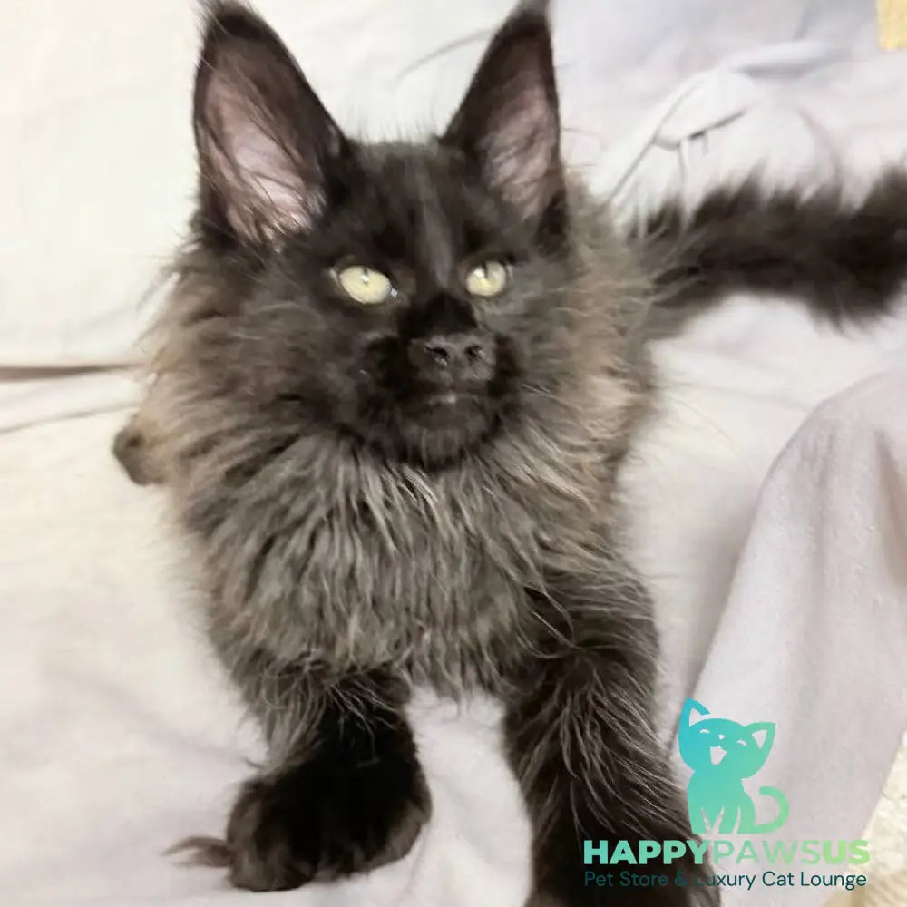 Freya Maine Coon polydactyl female black - live animals
