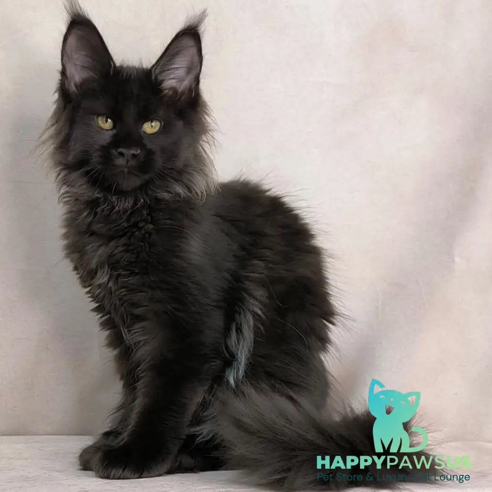 Freya Maine Coon polydactyl female black - live animals