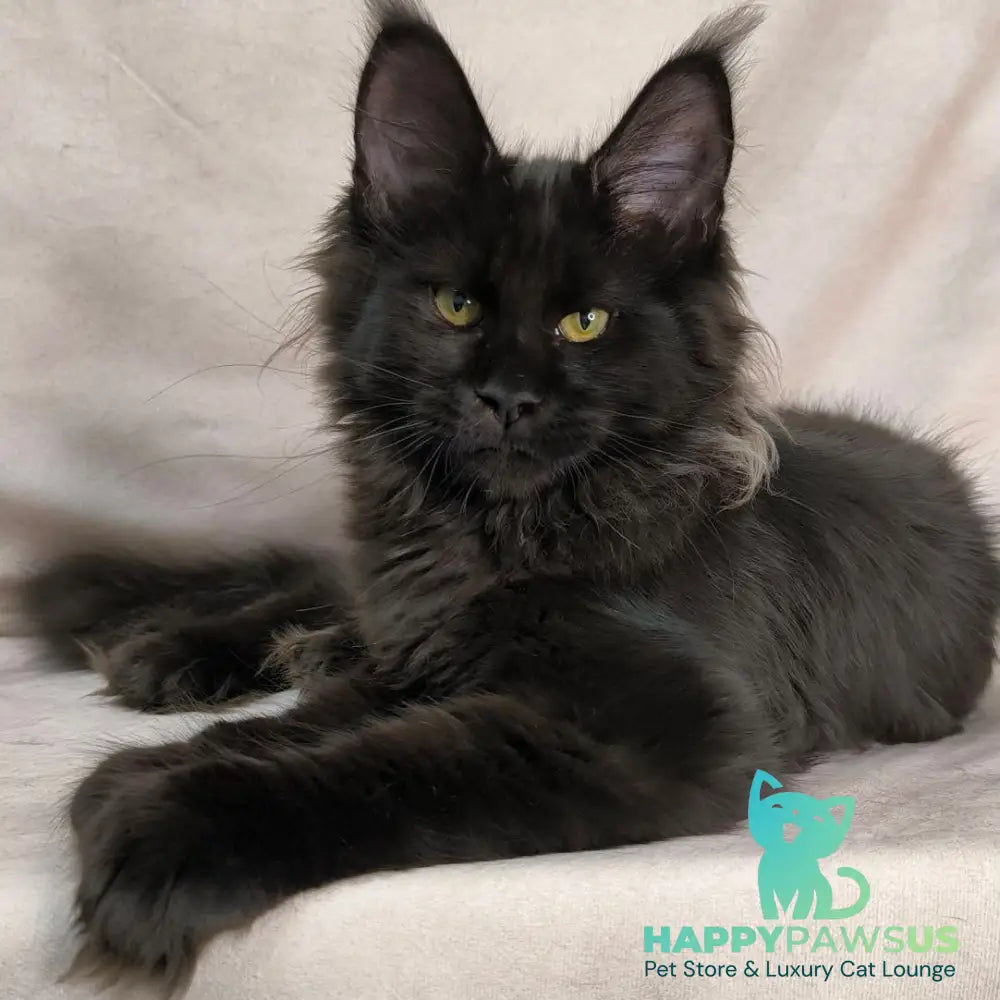 Freya Maine Coon polydactyl female black - live animals
