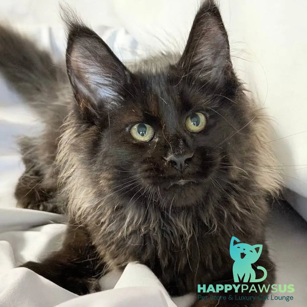 Freya Maine Coon polydactyl female black - live animals