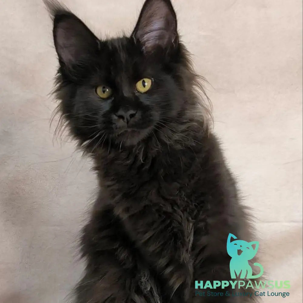 Freya Maine Coon polydactyl female black - live animals