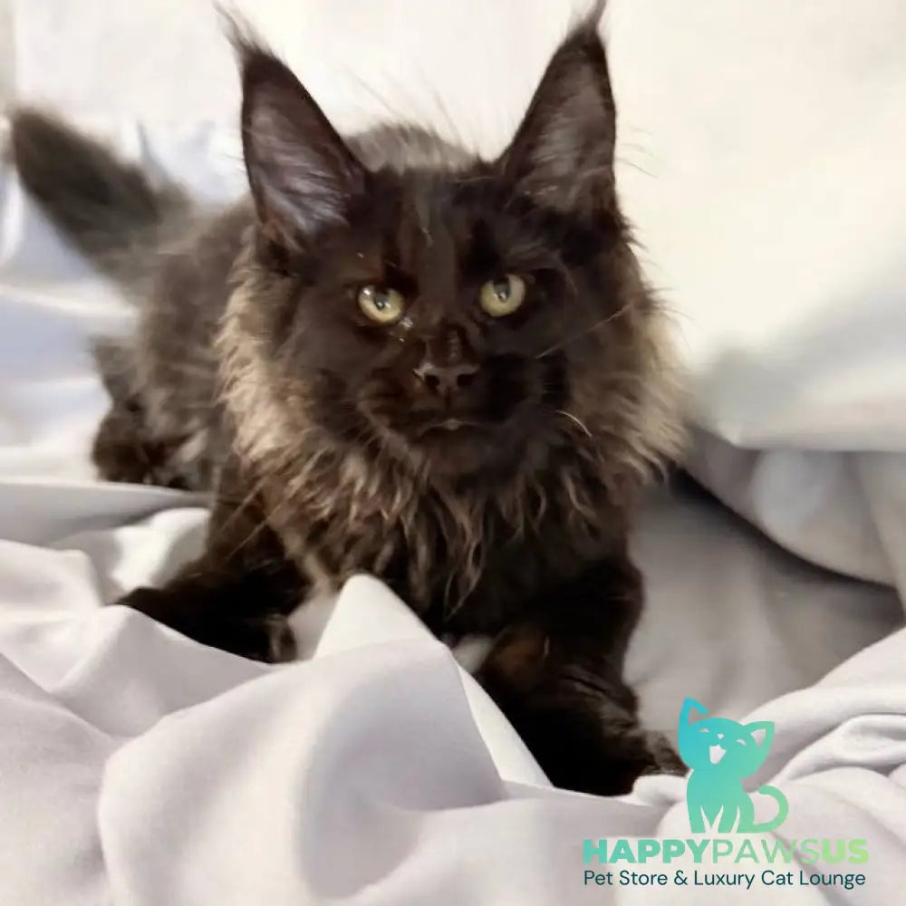 Freya Maine Coon polydactyl female black - live animals