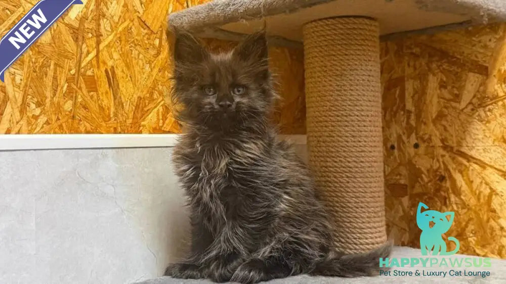 Freya Maine Coon polydactyl female black - live animals