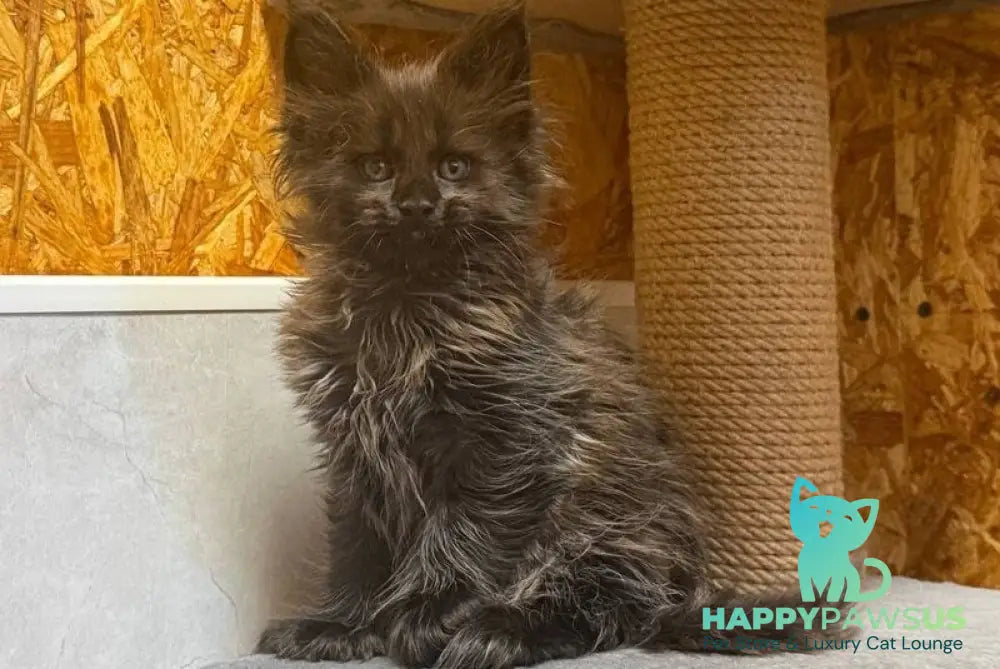 Freya Maine Coon polydactyl female black - live animals