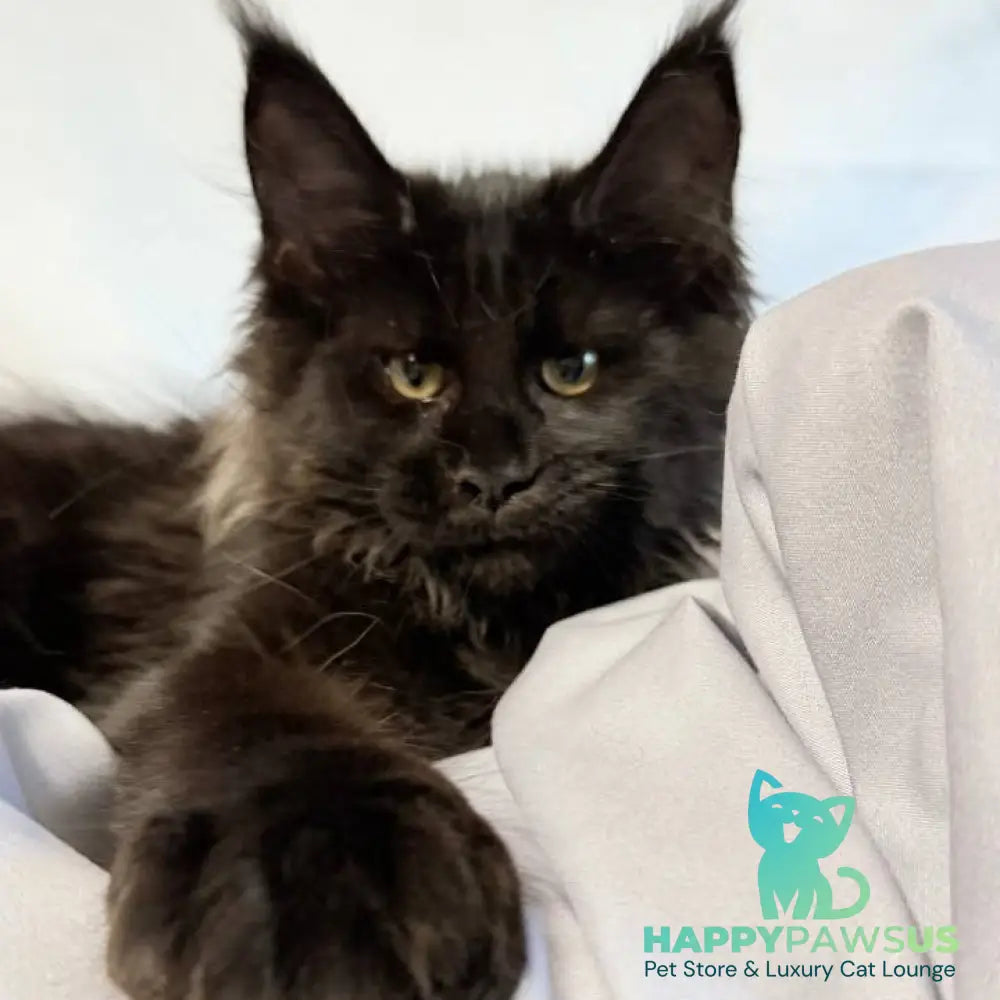 Freya Maine Coon polydactyl female black - live animals