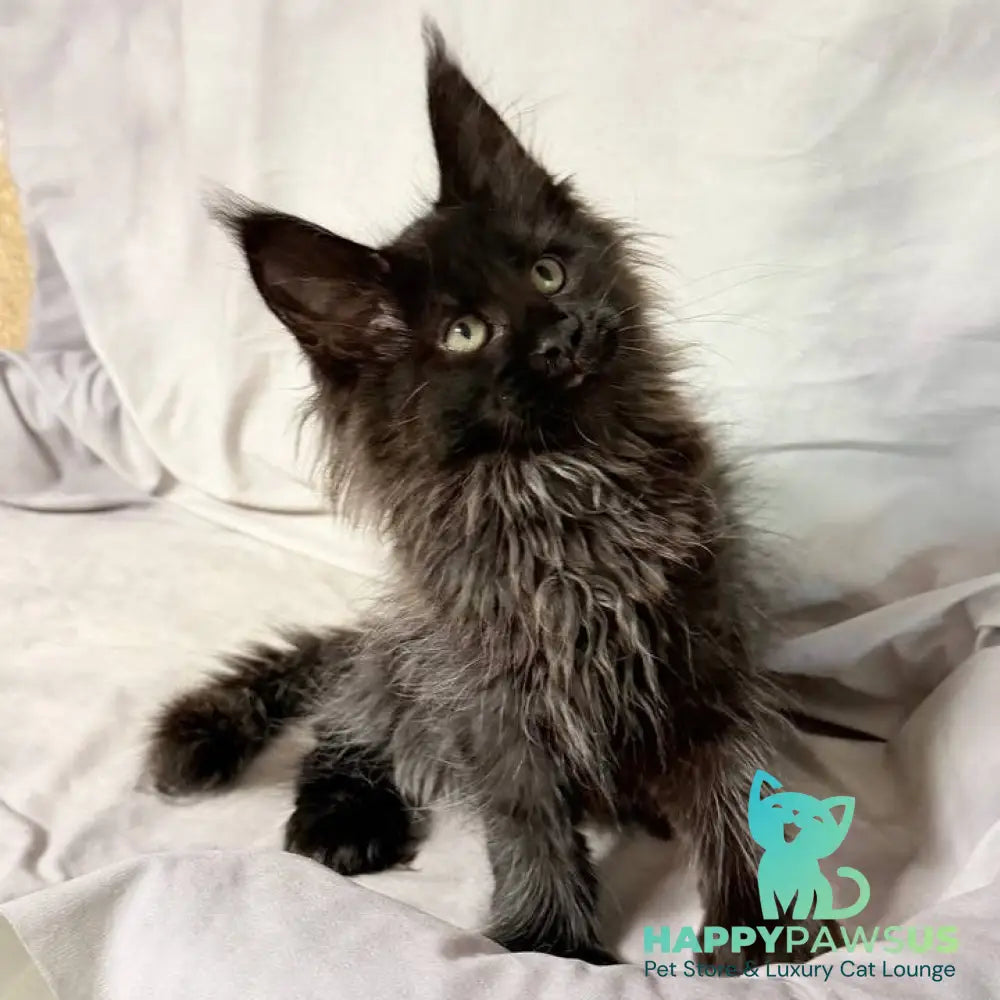 Freya Maine Coon polydactyl female black - live animals