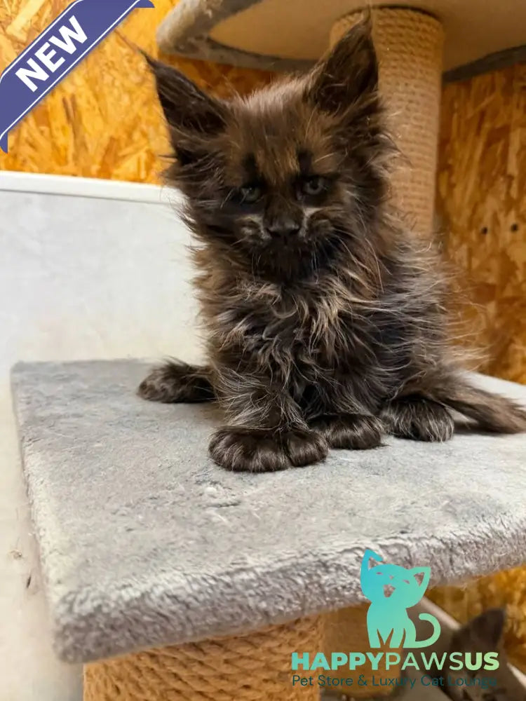 Freya Maine Coon polydactyl female black - live animals