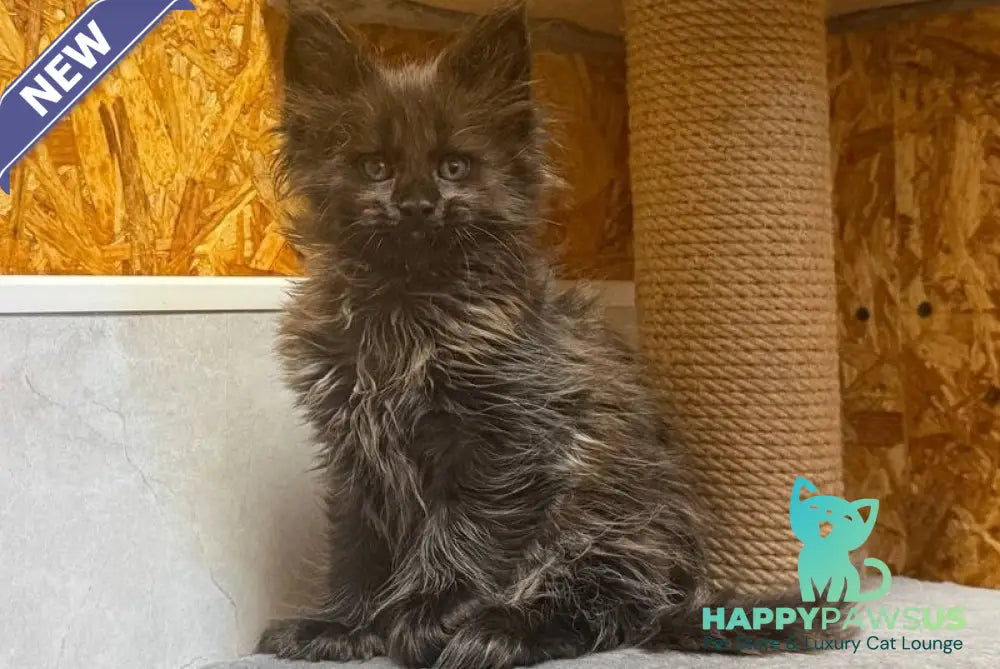 Freya Maine Coon polydactyl female black - live animals